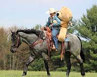 performance-quarter-horse
