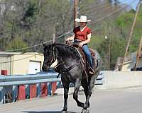 ranch-quarter-horse