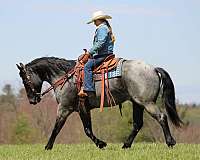 ranch-versatility-quarter-horse