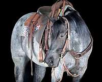 ranch-work-quarter-horse