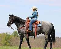roping-quarter-horse