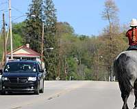 show-quarter-horse