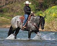trail-quarter-horse