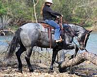 trail-riding-quarter-horse