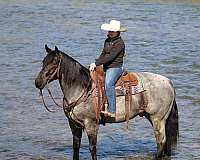 western-riding-quarter-horse