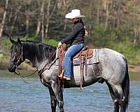 working-cattle-quarter-horse