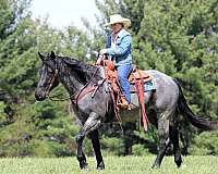 youth-quarter-horse