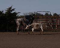 athletic-quarter-horse