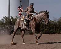 beginner-quarter-horse
