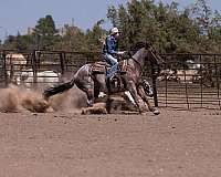 calf-roping-quarter-horse