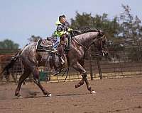 flashy-quarter-horse