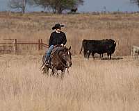 performance-quarter-horse