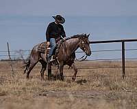 ranch-quarter-horse