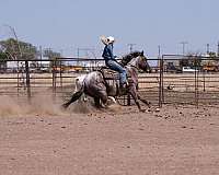 ranch-versatility-quarter-horse