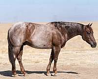 ranch-work-quarter-horse
