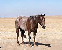 reined-cow-quarter-horse
