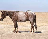 roping-quarter-horse