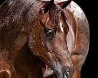 show-quarter-horse