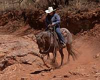 trail-quarter-horse