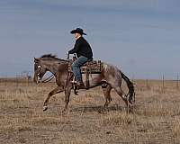 trail-riding-quarter-horse
