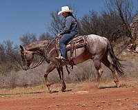 western-riding-quarter-horse