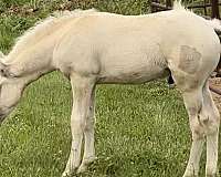 dunalino-blaze-four-whites-horse