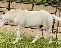 dunalino-draft-colt