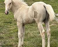 dunalino-draft-horse
