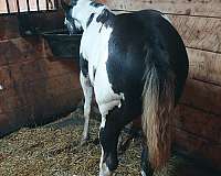 overo-apha-ptha-colt-yearling