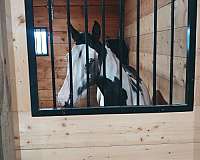 overo-colt-yearling-for-sale