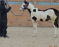 overo-colt-yearling