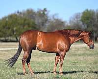 calf-roping-quarter-horse