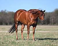 flashy-quarter-horse