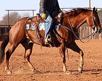 athletic-quarter-horse