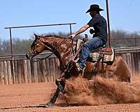ranch-quarter-horse