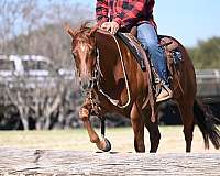 husband-safe-quarter-horse