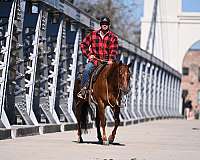 performance-quarter-horse