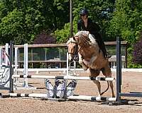 athletic-friesian-horse