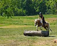 beginner-friesian-horse