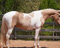 cross-friesian-horse