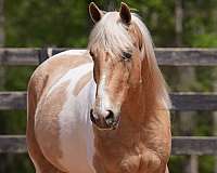 flashy-friesian-horse