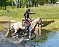 jumping-friesian-horse