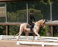 hunter-jumper-friesian-horse