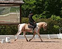kid-safe-friesian-horse