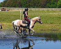 ridden-western-friesian-horse