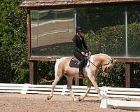 show-friesian-horse