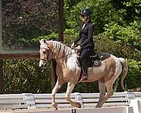 trail-friesian-horse