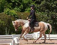 trail-riding-friesian-horse