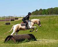 youth-friesian-horse