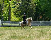 pinto-friesian-gelding